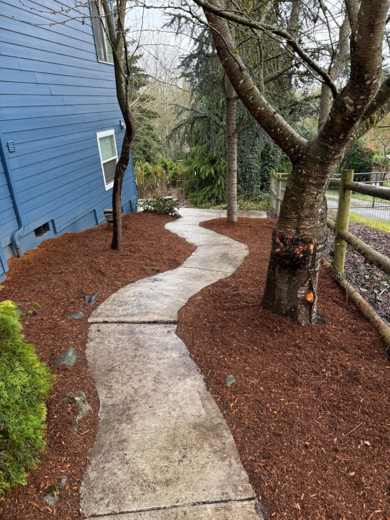 Cleared and freshly mulched side yard with winding concrete path by K&R Restorations