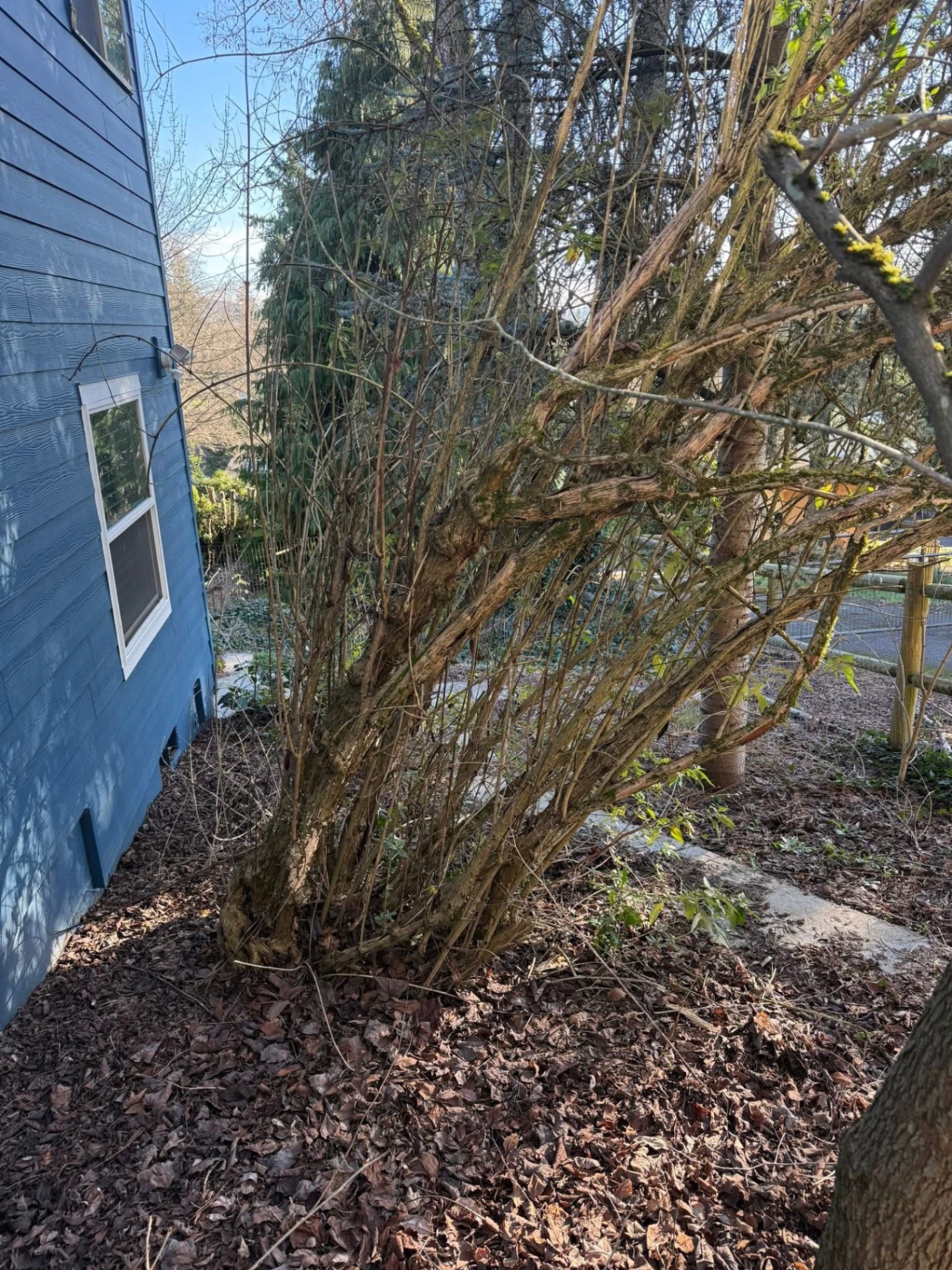 Overgrown side yard before K&R Restorations cleanup